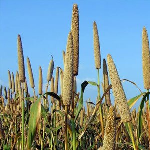 Bajra