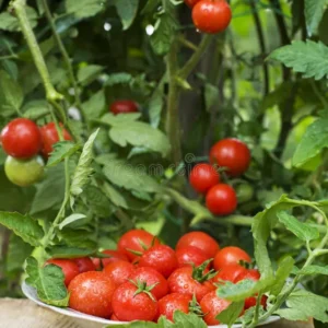 Cherry Plum Tomatoes Red 250g Box